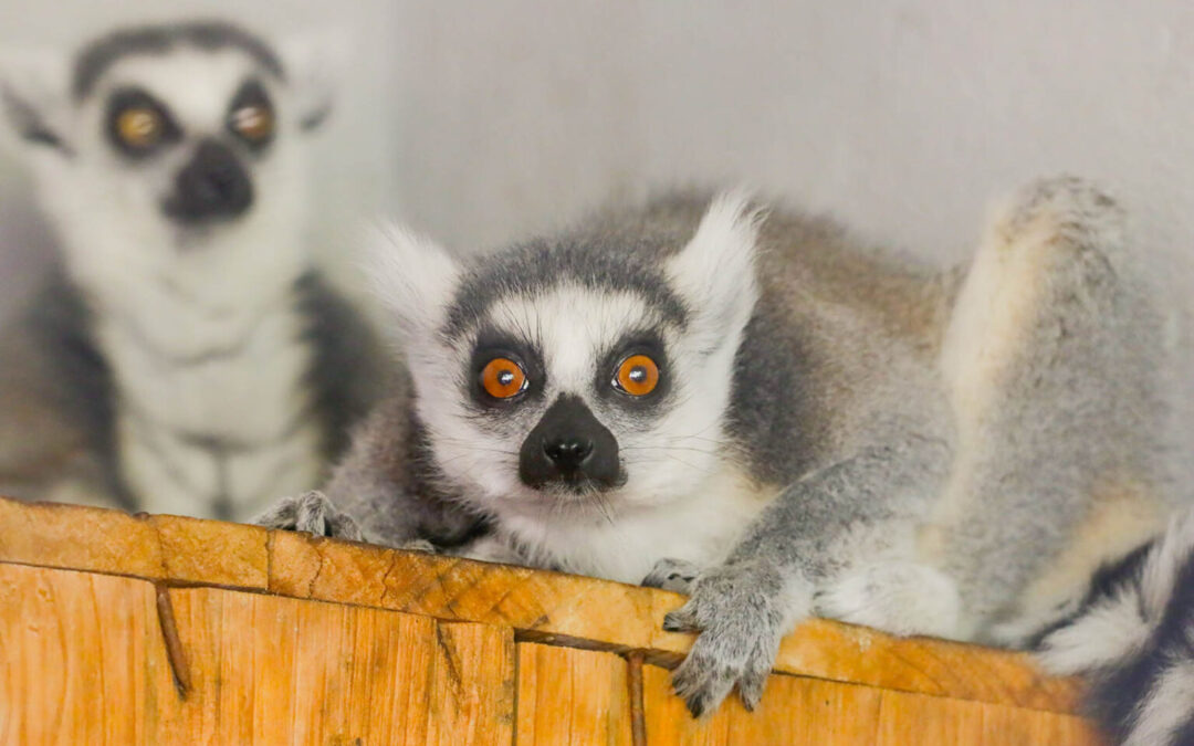 Zoológico de Brasília acolhe casal de lêmures-de-cauda-anelada