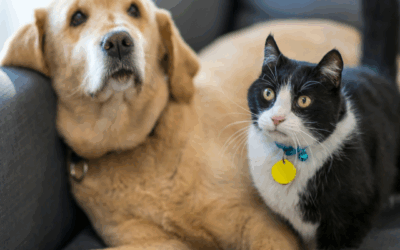 STF invalida norma do RJ que trata de transporte de animais de assistência emocional em cabines de aviões  